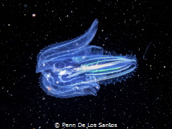Space Jelly by Penn De Los Santos 